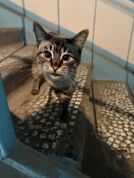 Отдам кошку в добрые руки