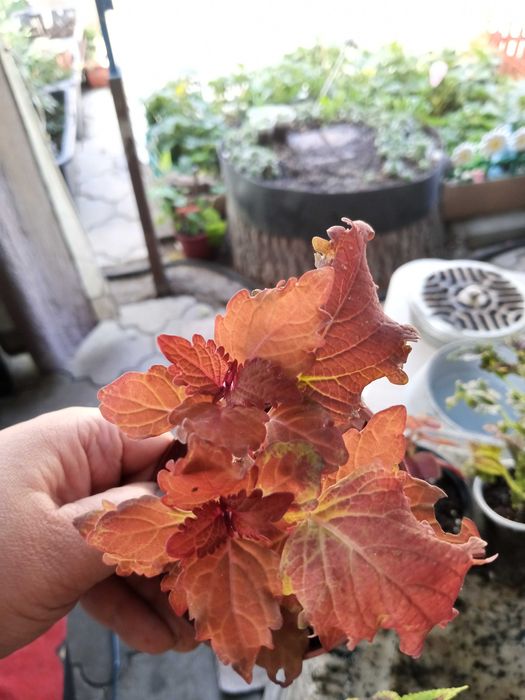 Колеусы разных видов