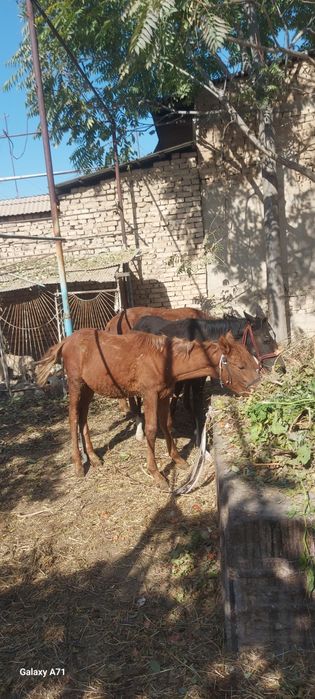 Той 2 та эркак 1 та ургочи соглом иштаха яхши доставка бор