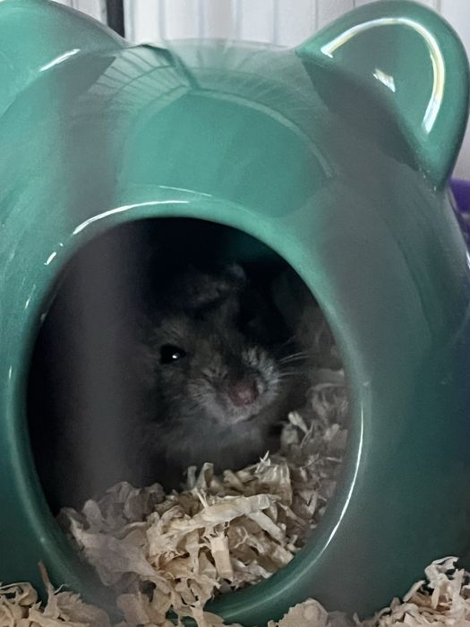 Hamster de vanzare