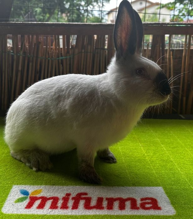 Vând URGENT iepuri Rex și californian