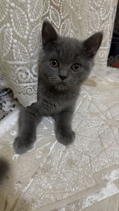 Фолд и страйт девочка и мальчик