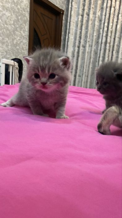 Шотландская скоттиш страйт