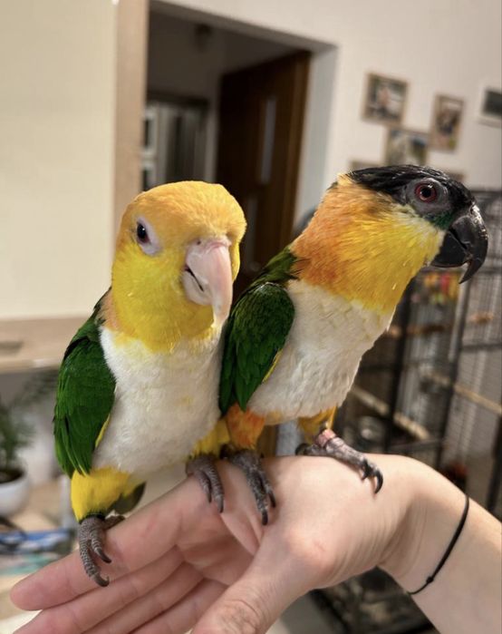 Vând pereche papagali caique