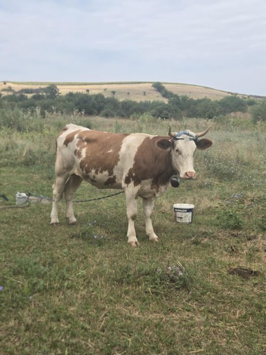 Vaca de vânzare la prima fatare