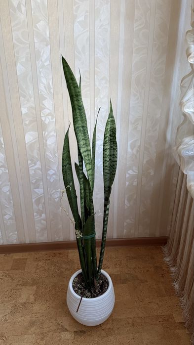 продам домашние цветы