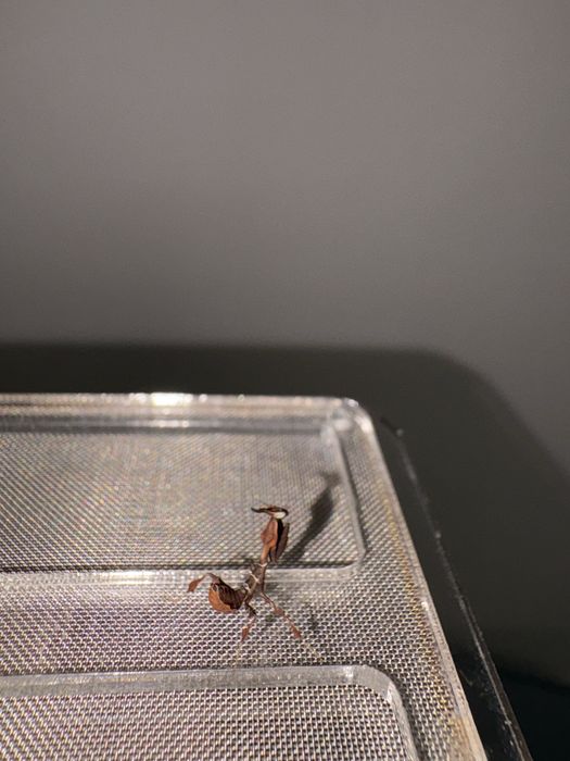 Nimfa 1 cm Insecta exotica calugarita fantoma rarã ( terariu / hrana ) o experienta de conectare cu natura La cerere avem si alte specii