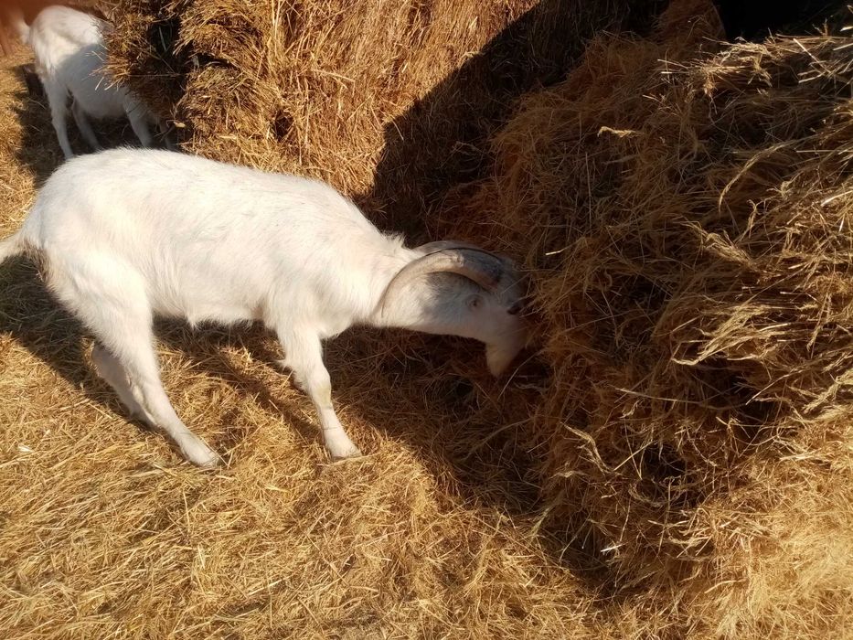 Vand tapisori de 1an