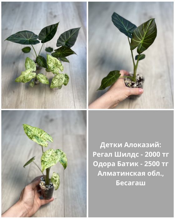 Детки алоказий разные