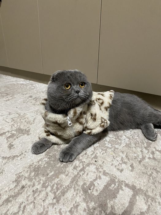 Вязка Скоттиш фолд кот