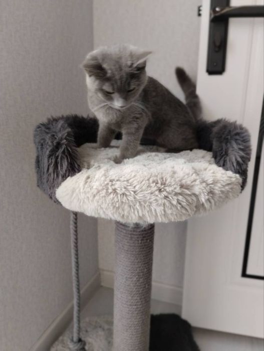 продается котёнок