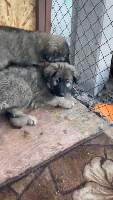 Ищем любящих хозяев щенкам