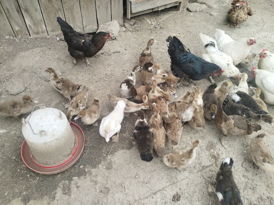 Продам утят индоуток