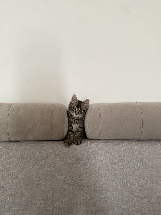 Котенок мальчик бесплатно