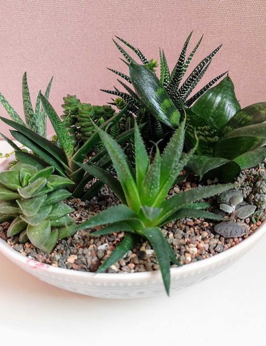 Композиции из суккулентов