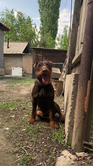 Ягдтерьер кобель 3 года вяска