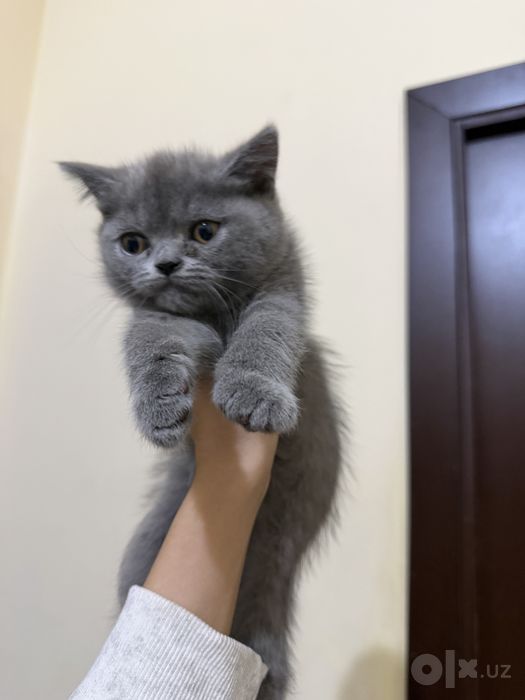 Продаются котята скоттиш фолд и страйт
