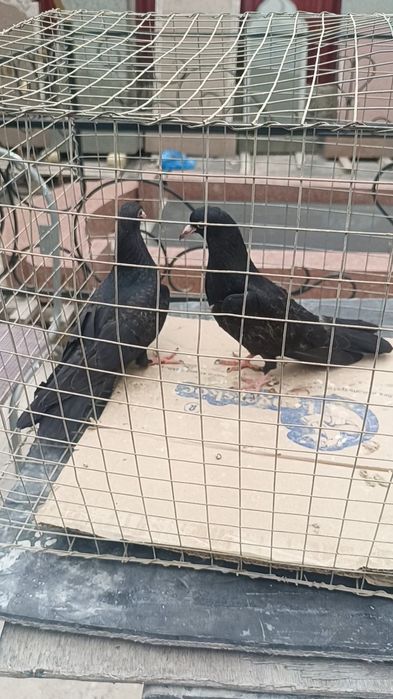 Голуби голоногие