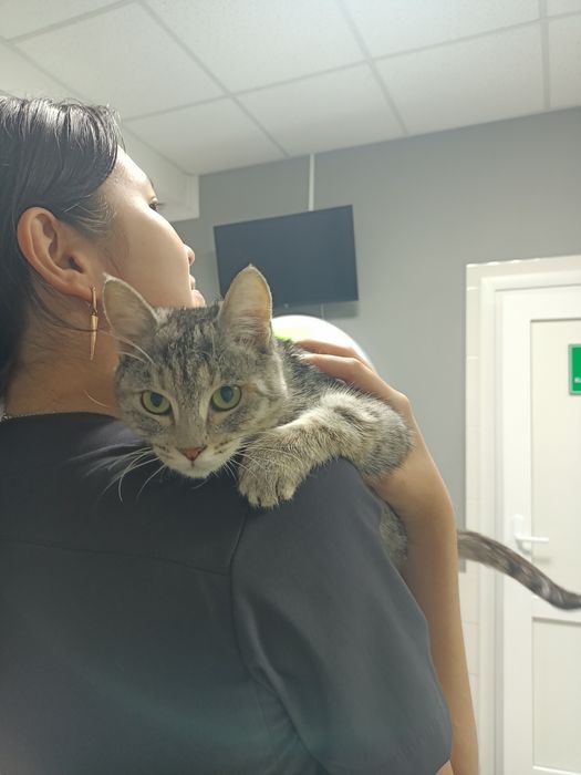 Кошечка в добрые руки