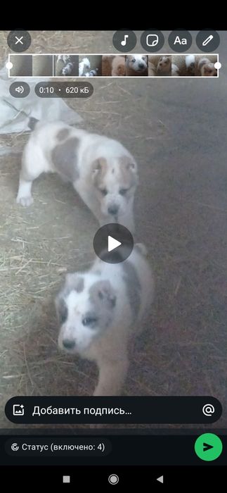 Гарантия тамақ ішіп жүр