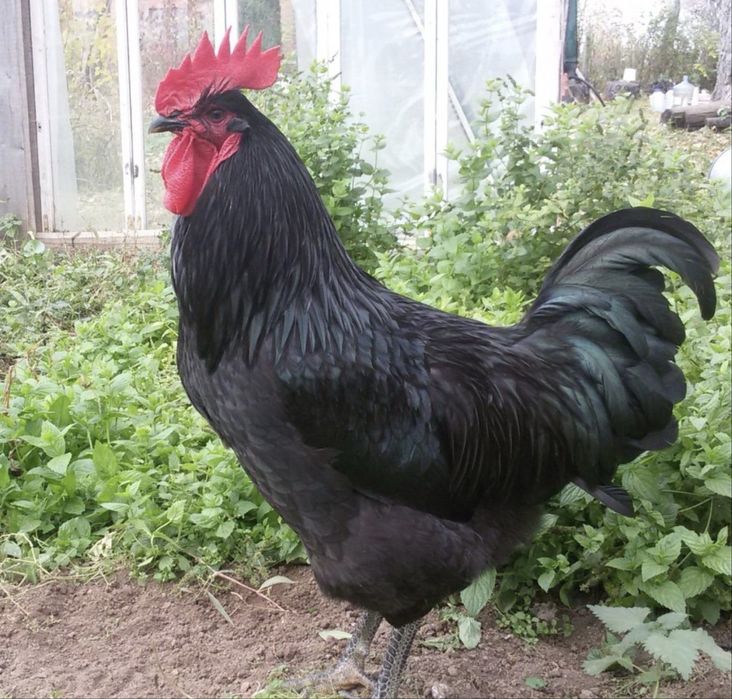 Кора шахзода хурузлари тоза конли