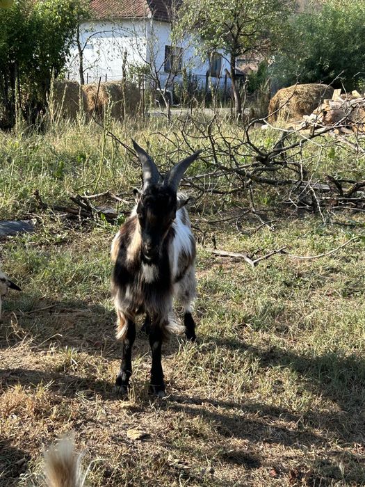 Vand 2 oi cu 2 berbecuti mici