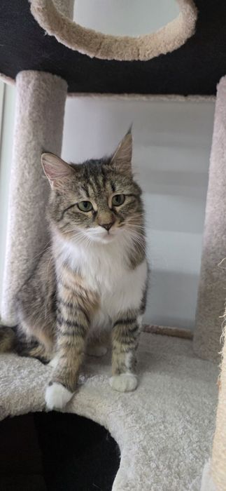 Котенок девочка стерилизованная