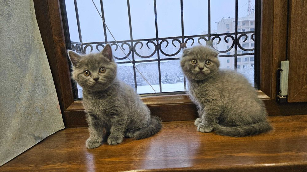 scottish fold Котята
