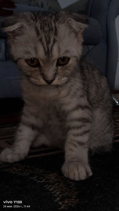 Котёнок шатланский