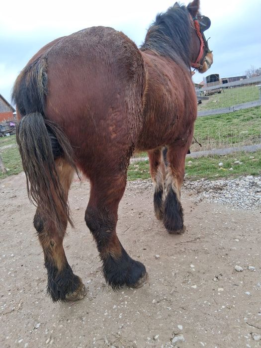 Cal de vânzare șarg