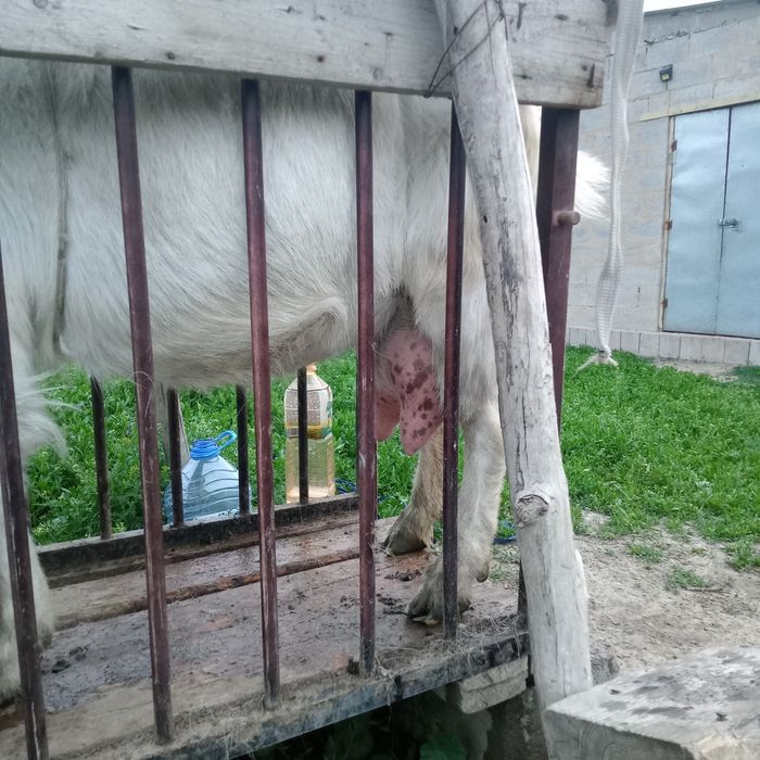 Сүтті ешкі сатылады