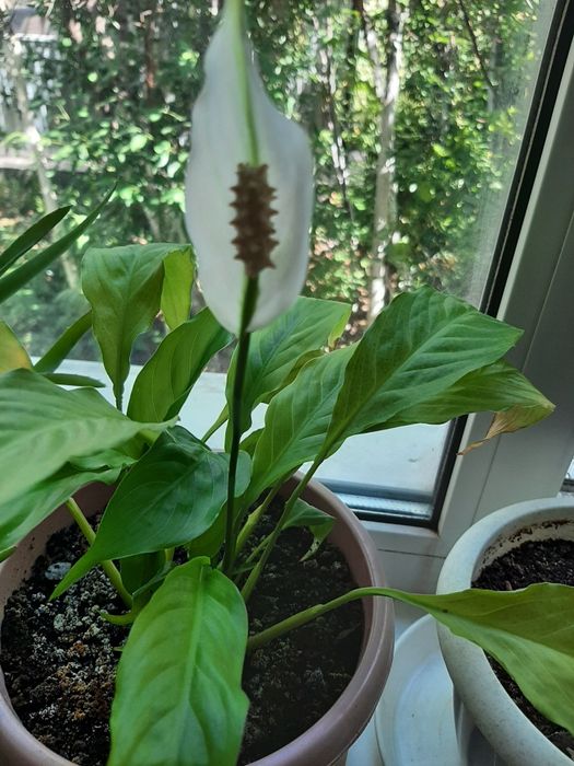 Комнатные растения, цветы