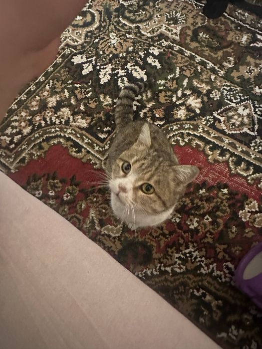 Мушукча 7-8 ойлик