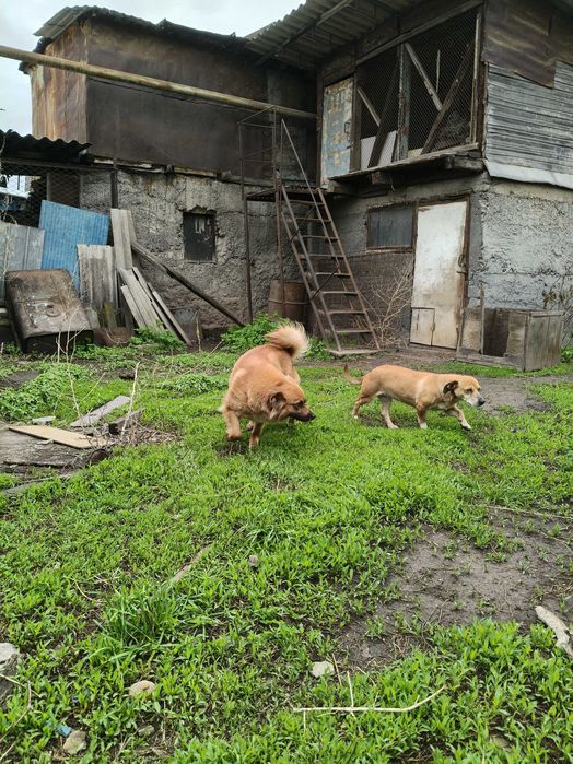 Отдам собачек в добрые руки СРОЧНО