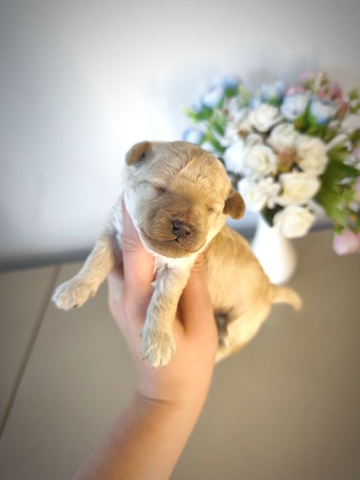 Пуделята малыши открыта бронь