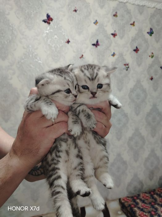 Продам котят страйт и фолд