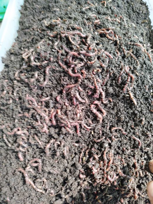 Черви  для рыбалки и для разведения