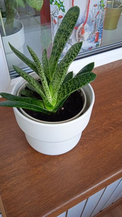 Комнатный цветок гастерия