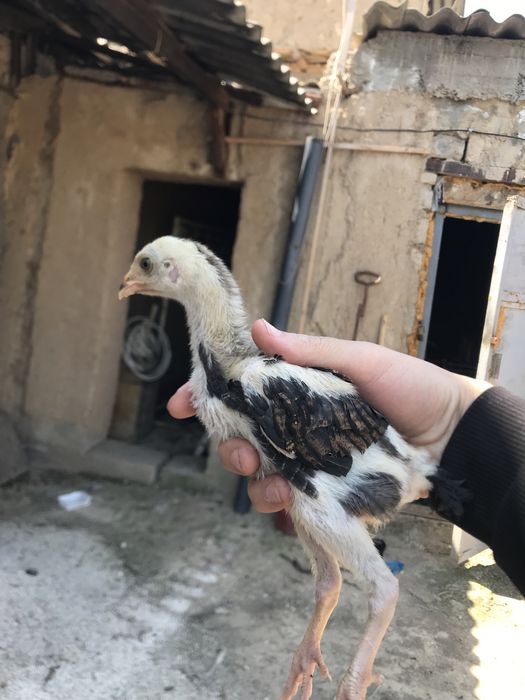 Iphone 11 garantiya 1 yil