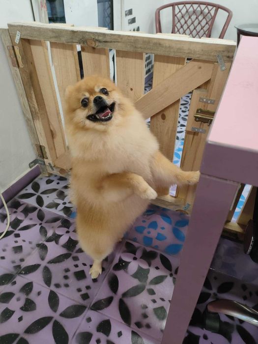 Груминг и разходки за домашни любимци