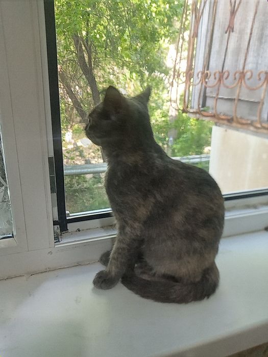 Отдаем котенка  3 х месячного