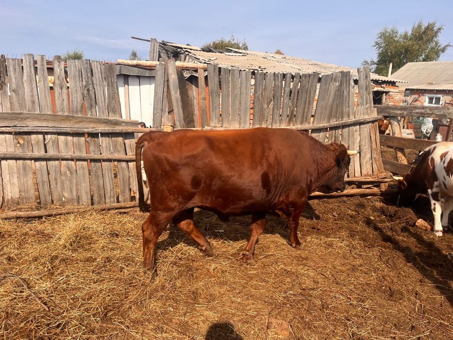 Продам село щербакова