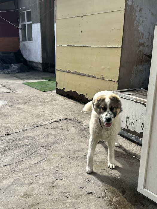 Продается собака Алабай