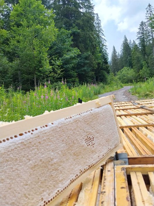 Miere naturală din zona montană – direct de la apicultor