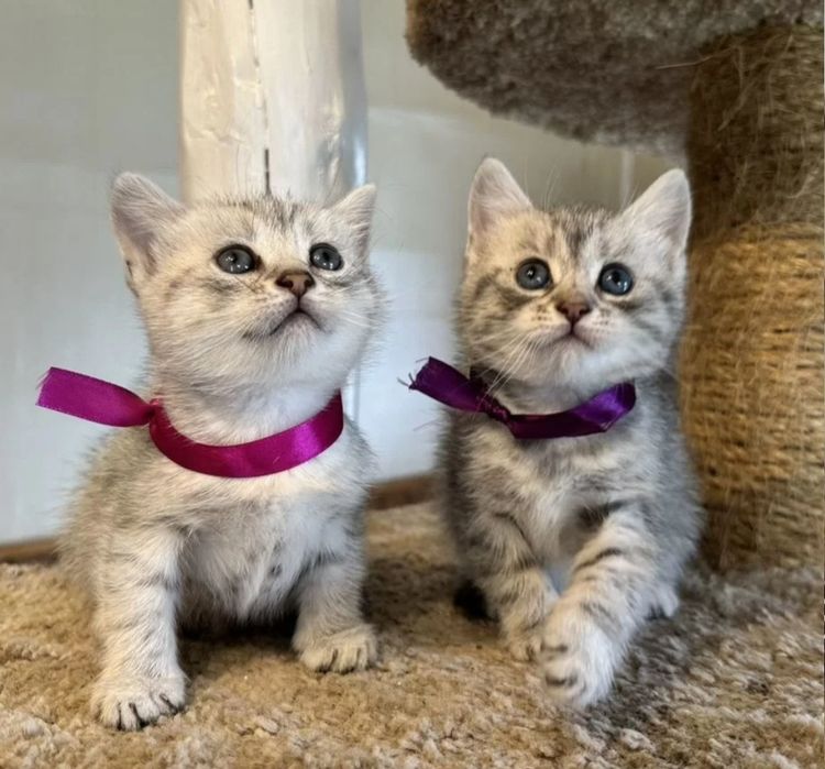Британские котята мальчики