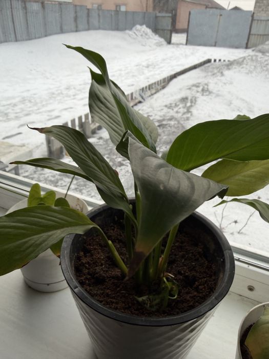 Продам комнатные цветы