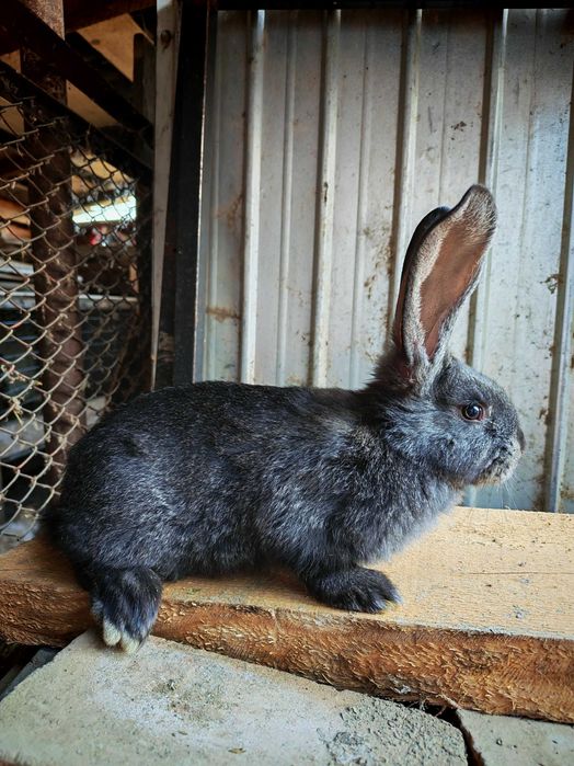 Iepuri Uriaș German