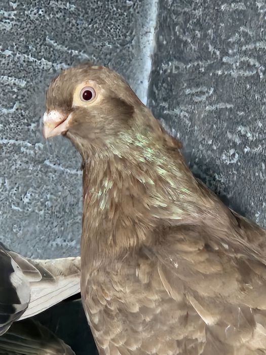 Продам голубей разных мастей летные.