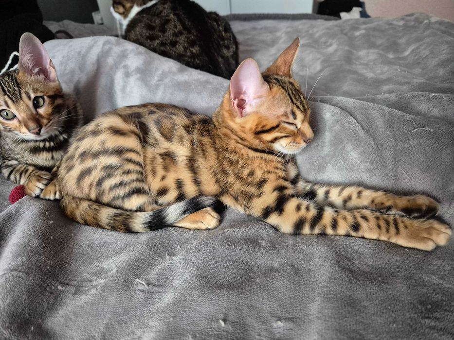 Бенгалски котенца