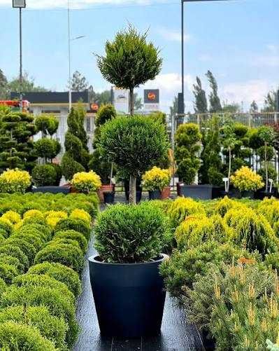Foarte multe plante pe stoc! Amenajări grădini cu transport la poartă